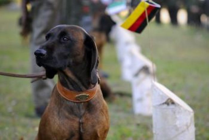 Ilustračný obrázok k článku Poľovné psy v akcii. V Tatranských Zruboch budú súťažiť do soboty