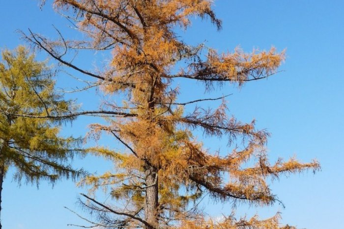 Ilustračný obrázok k článku Tohtoročné babie leto je extrémne teplé. Najmä na horách