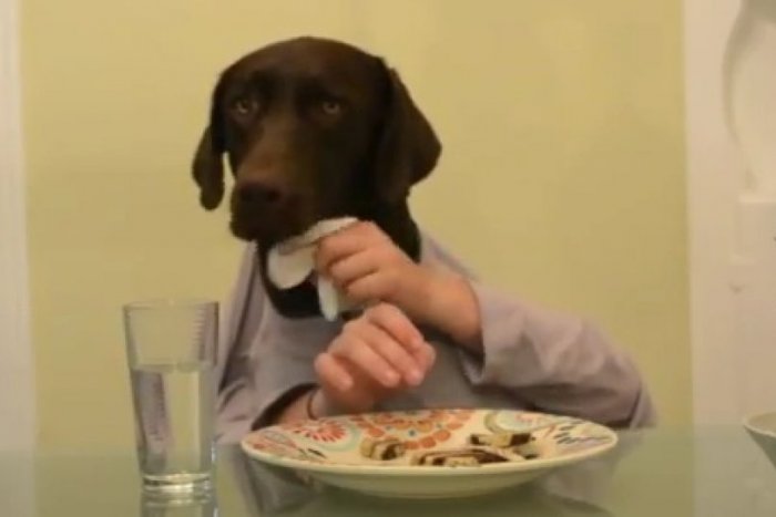 Ilustračný obrázok k článku Hit internetu: YouTube dobyl pes, ktorý vstáva ako človek