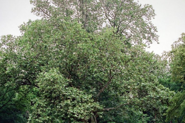 Ilustračný obrázok k článku Pýchy nášho regiónu: Medzi tuctom naj stromov máme až dva