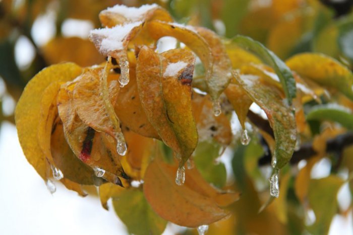 Ilustračný obrázok k článku SHMÚ varuje pred prízemnými mrazmi! Teplota môže klesnúť na -3 °C