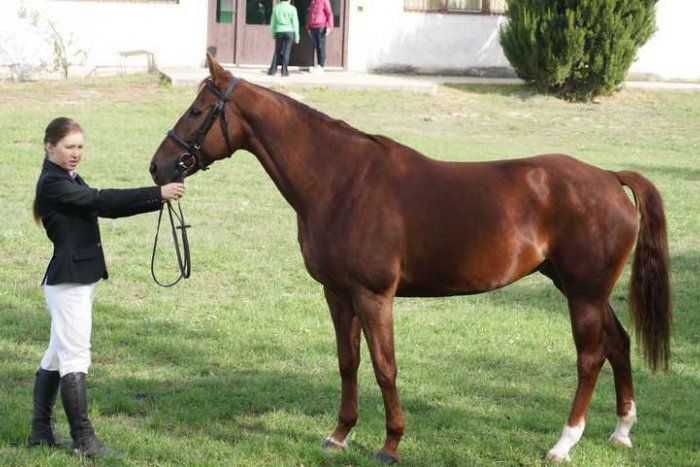 Ilustračný obrázok k článku Jazdeckú sezónu ukončili bonitáciou