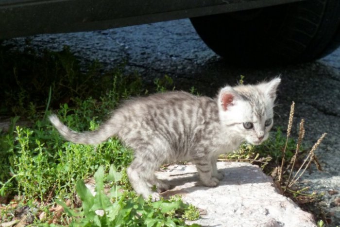 Ilustračný obrázok k článku Na jar chcú v meste postaviť zvierací cintorín