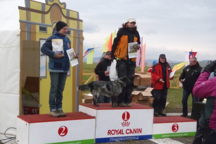 Ilustračný obrázok k článku Útulkáči z Revúcej opäť majstri Slovenska - dvojzáprah Teo a Merilyn hviezdili