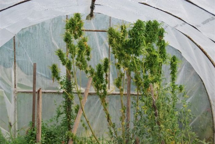 Ilustračný obrázok k článku Chlapík si dopestoval na záhrade marihuanu, hrozí mu za to desať rokov