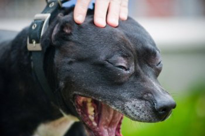 Ilustračný obrázok k článku Agresívny pitbul je už doma. Ľudia sa obávajú ďalších útokov