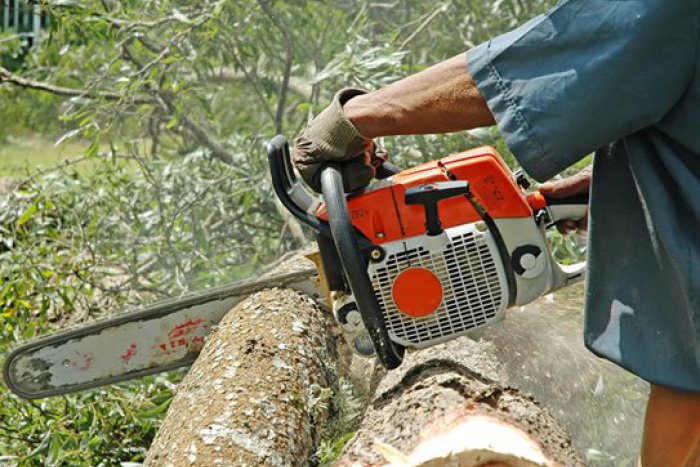 Ilustračný obrázok k článku Nešťastie pri ťažbe dreva: Muža (33) zasiahol padajúci strom