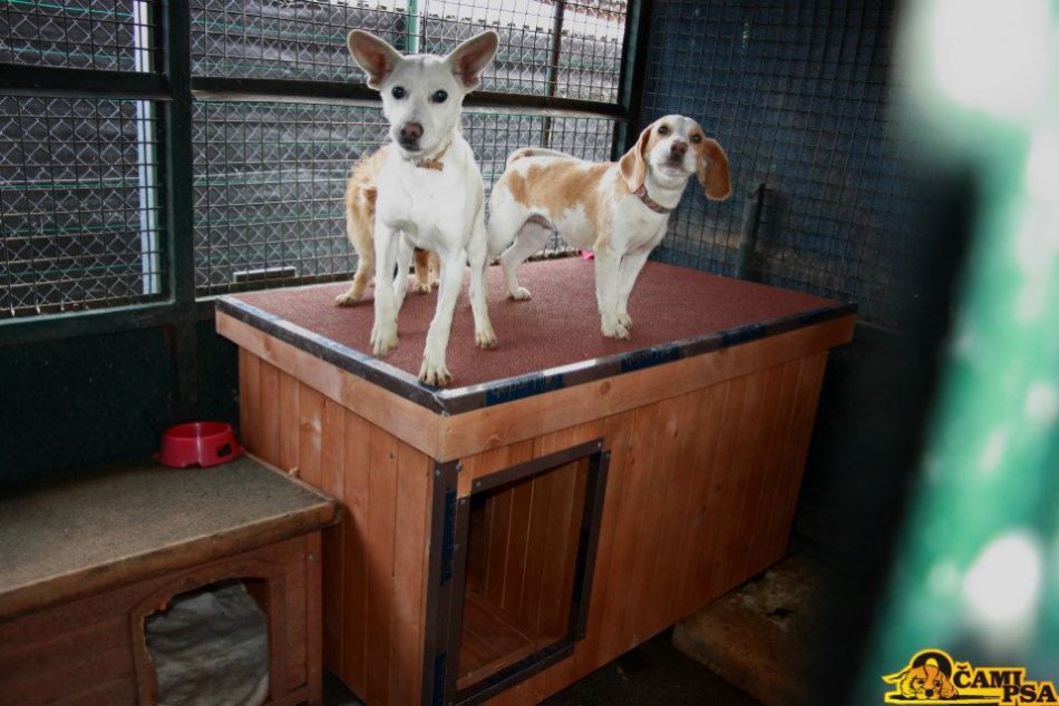 Ilustračný obrázok k článku Do kina s matracmi či dekami: Do Tatranu zavítajú útulkáči, pomôžme im zatepliť búdy