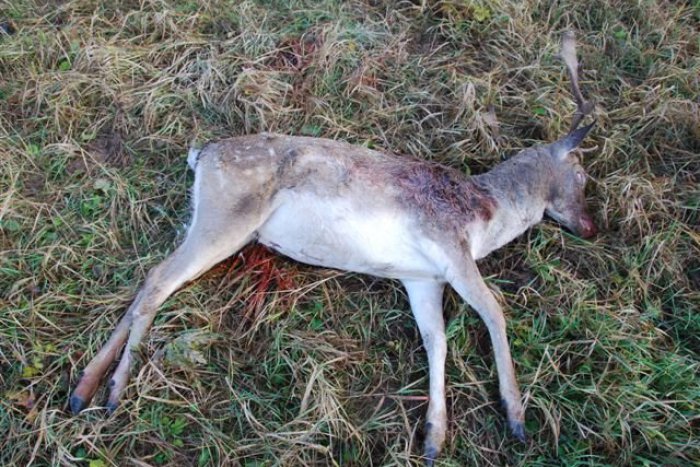 Ilustračný obrázok k článku Pytliaci opäť vyčíňali. Zastrelili daniela a mláďa jeleňa