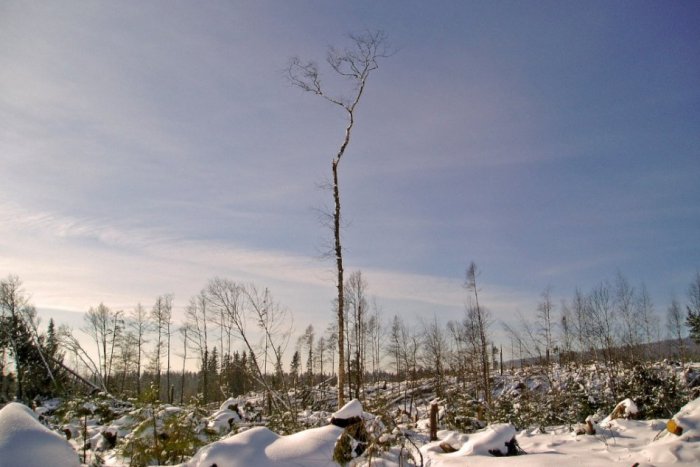 Ilustračný obrázok k článku Ponad Tatry sa prehnala v roku 2004 víchrica. Čo nezničil vietor, dokončil lykožrút