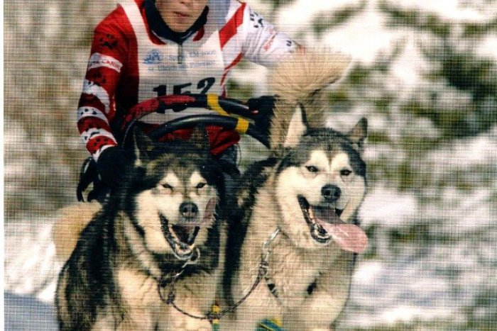 Ilustračný obrázok k článku Psie záprahy sú pre mňa môj život, prezradil vicemajster sveta Vladimír Morávek