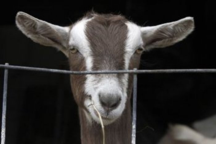 Ilustračný obrázok k článku Kuriózny prípad, na ktorý policajti nezabudnú: Kozy spôsobili firme škodu za stovky eur