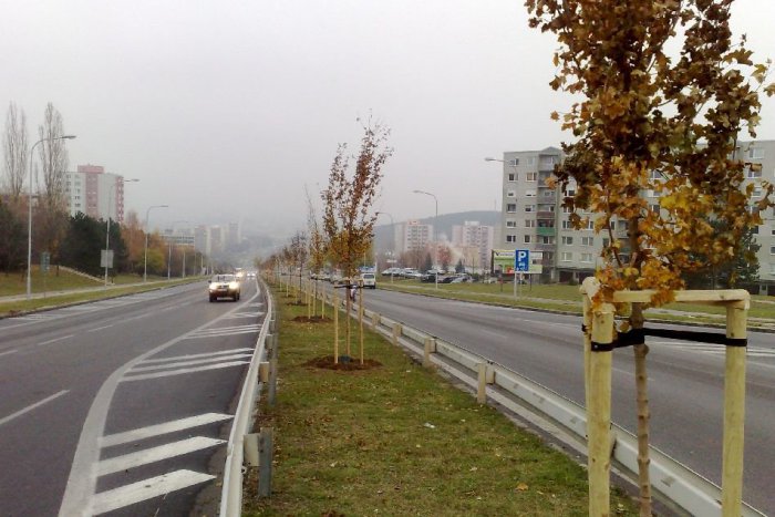 Ilustračný obrázok k článku Klokočina ožila zeleňou. Nové stromčeky na Hviezdoslavovej