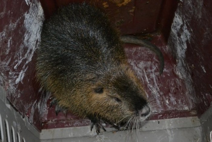 Ilustračný obrázok k článku Prekvapení policajti. V Krškanoch zachraňovali nutriu