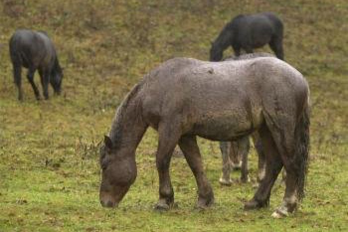 Ilustračný obrázok k článku Nešťastný majiteľ prišiel o kone za 3000 €. Ukradli mu ich zo stajne pri Liptovskej Tepličke