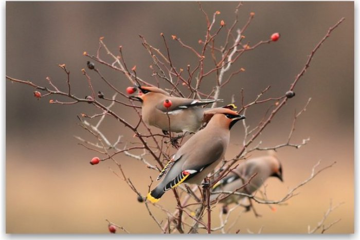 Ilustračný obrázok k článku Nevšedné vtáky v Revúcej! Kŕdeľ chochláčov k nám priletel až zo Škandinávie