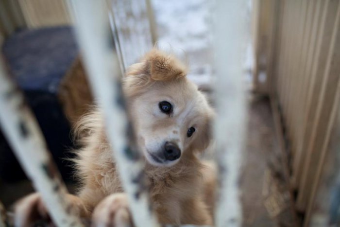 Ilustračný obrázok k článku Psí útulok je preplnený: 44 chlpáčov čaká na ľudí s dobrým srdcom