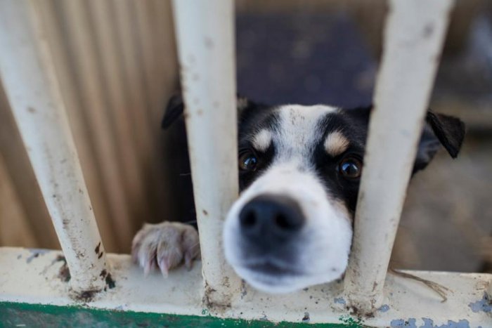 Ilustračný obrázok k článku Mrazy udreli v plnej sile. Zima bude krutá aj pre psy v útulku