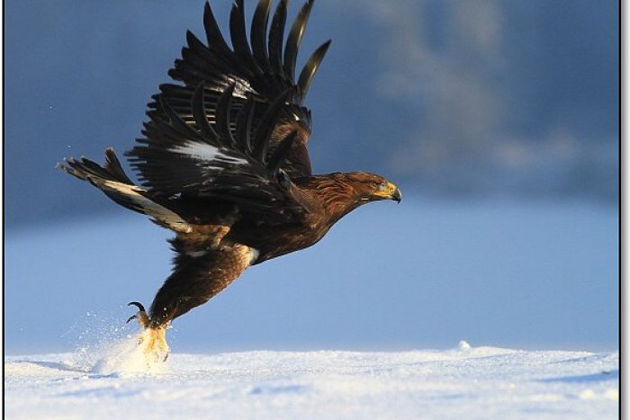 Ilustračný obrázok k článku Najznámejší orol Arnold čoskoro vyrazí na cestu domov: Kamera ho bude snímať aj v jeho hniezde