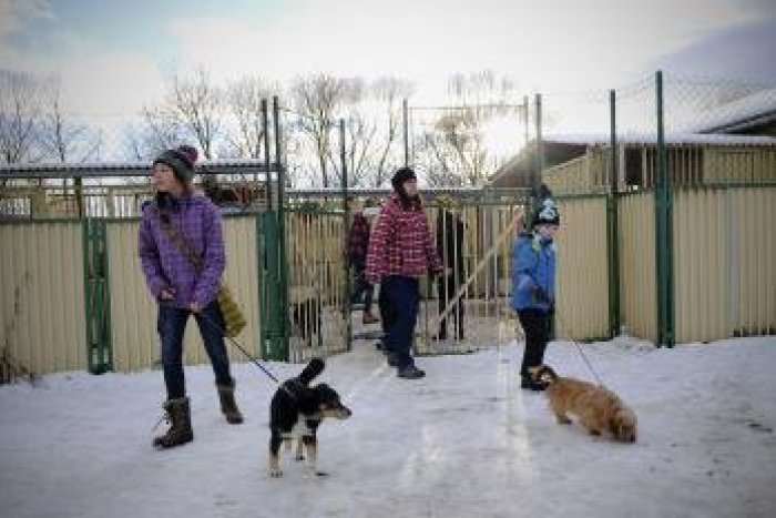 Ilustračný obrázok k článku Vianoce mali aj psy v útulku. Od ľudí dostali všelijaké dobroty