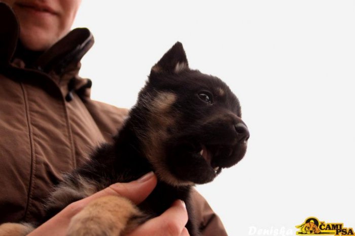 Ilustračný obrázok k článku Otrasné! Niekto postupne vyhadzuje šteniatka na ulicu