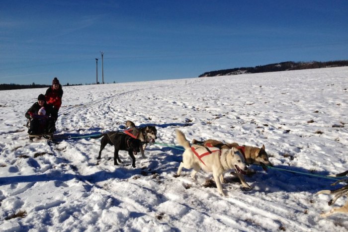 Ilustračný obrázok k článku Neviete, kam cez víkend? Zájdite na preteky psích záprahov