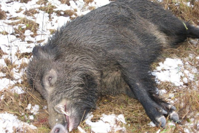 Ilustračný obrázok k článku Premnožené diviaky: Večný problém, ktorý sa nedá riešiť