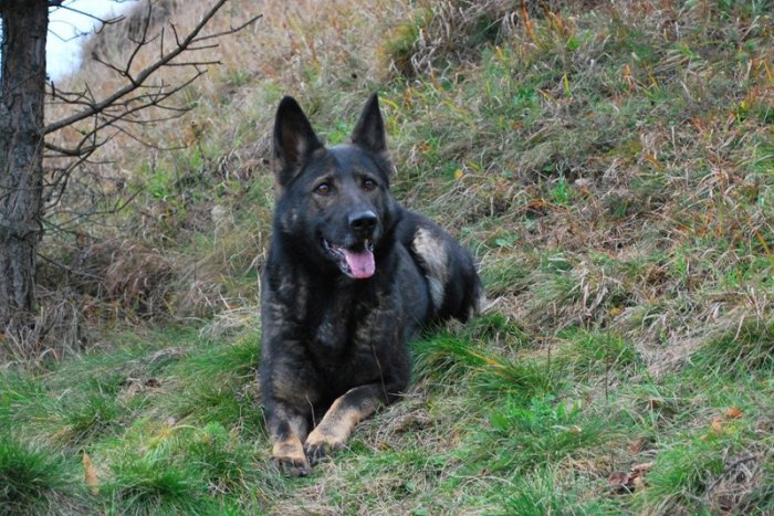 Ilustračný obrázok k článku Otrasný prípad: Živnostník nútil manželku sexovať so psom a to nebolo všetko!