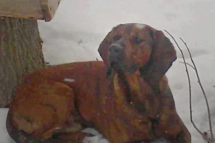 Ilustračný obrázok k článku Nešťastní majitelia: Pri prechádzke sa im stratil psík, nevideli ste Waltera?