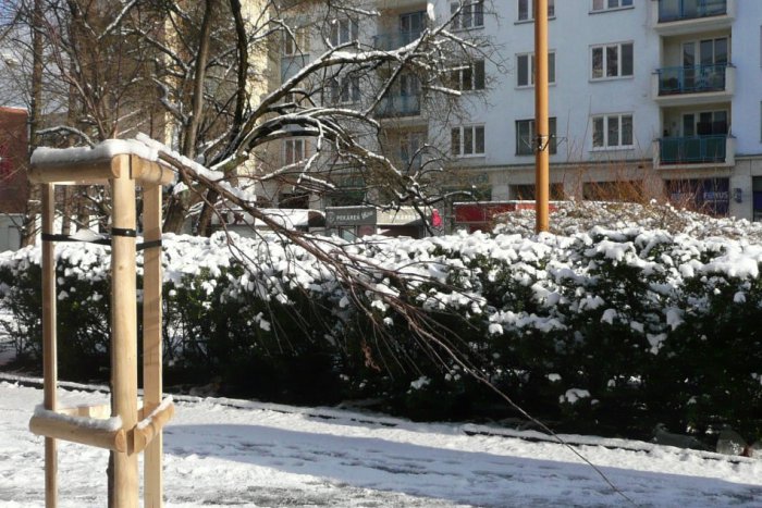 Ilustračný obrázok k článku Vandali vyčíňali: Za obeť padli stromy na Bulvári