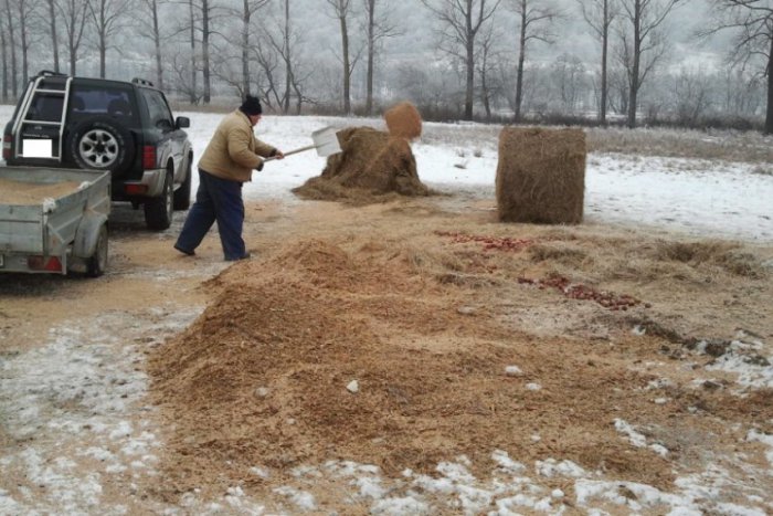 Ilustračný obrázok k článku Poľovníci sa starajú o lesnú zver aj v zime. Bez prikrmovania by bolo zvierat menej