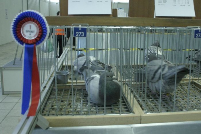 Ilustračný obrázok k článku Olympiáda poštových holubov: Slovensko víťazom hlavnej kategórie