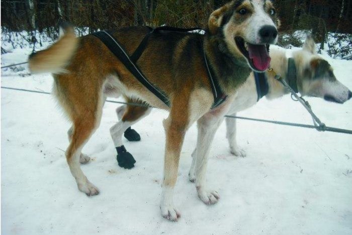 Ilustračný obrázok k článku Majitelia zažívajú ťažké chvíle: Pomôžte nájsť psíka Terryho, odmena vás neminie!