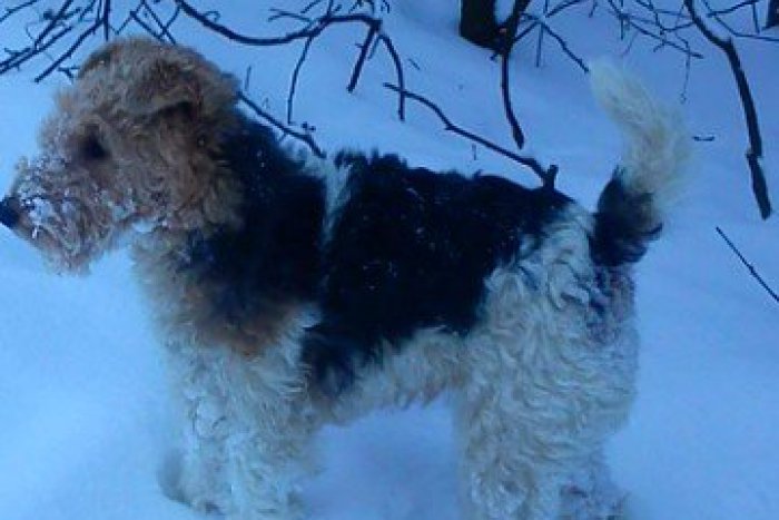 Ilustračný obrázok k článku Nešťastní majitelia: Stratil sa im tento utešený foxteriér, nevideli ste Sultána?