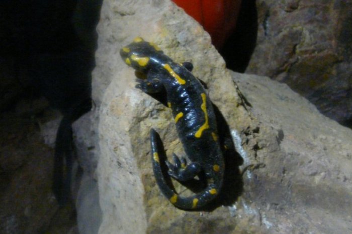 Ilustračný obrázok k článku Pozoruhodný objav pri Nandraži: V starej bani našli až 50 salamandier!