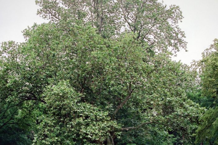 Ilustračný obrázok k článku Navrhnite kandidátov v súťaži Strom roka: Nadácia Ekopolis vyhlásila už jej jedenásty ročník