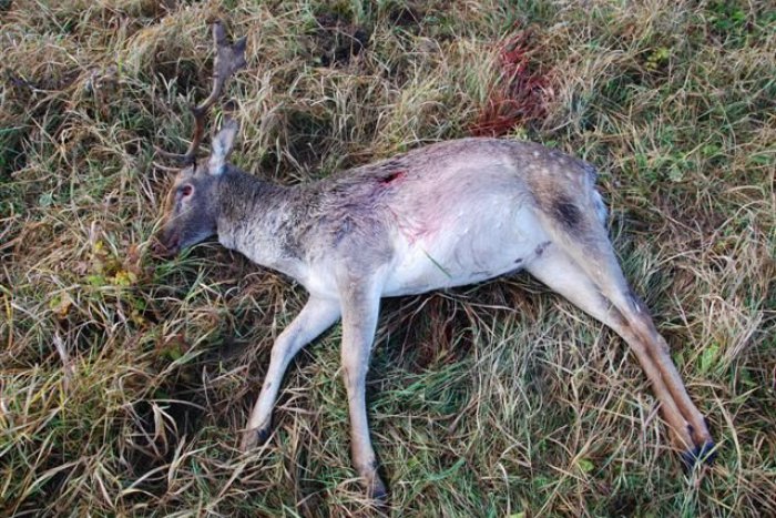 Ilustračný obrázok k článku Pytliak postrelil daniela, policajti ho museli dať utratiť