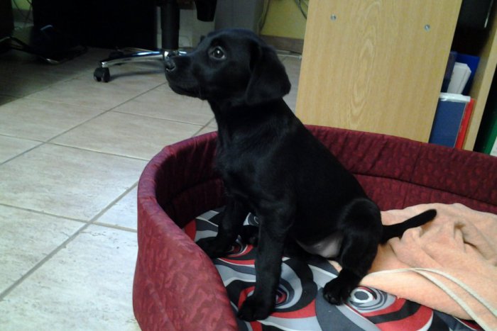 Ilustračný obrázok k článku Šteniatko Eli sa podarilo nájsť: Je živá a zdravá!