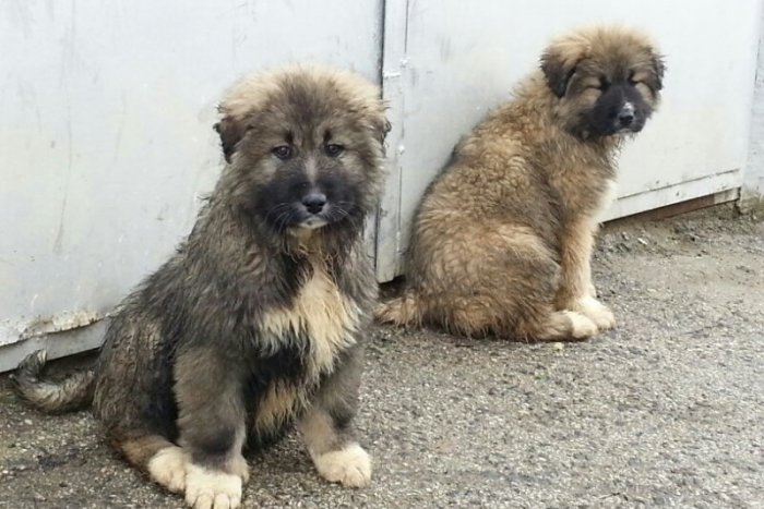 Ilustračný obrázok k článku Na predaj: Dve sučky kaukazkého ovčiaka