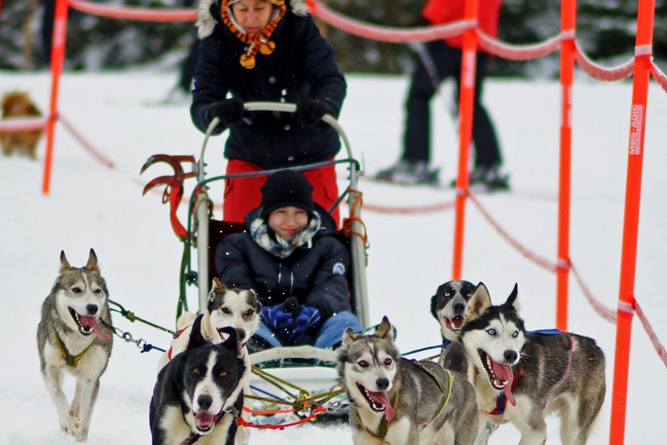 Ilustračný obrázok k článku Atrakcia je späť: Pod Lomnickým štítom chystajú 9. ročník podujatia Snežné psy