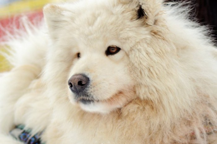 Ilustračný obrázok k článku Na letisku to roztočia naši štvornohí kamaráti: Čakajú nás preteky psích záprahov