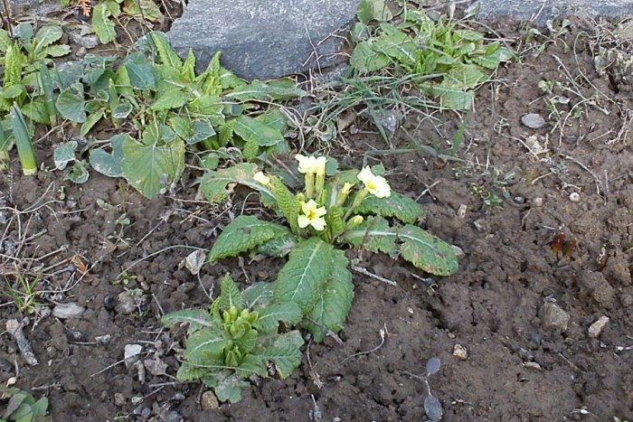 Ilustračný obrázok k článku FOTO: Prvé znaky jari v Bystrici. Pozrite na tú nádheru