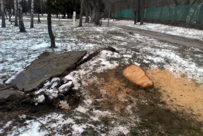 Ilustračný obrázok k článku Vietor sa vybláznil aj na majetku mesta. Padali stromy, lietali striešky