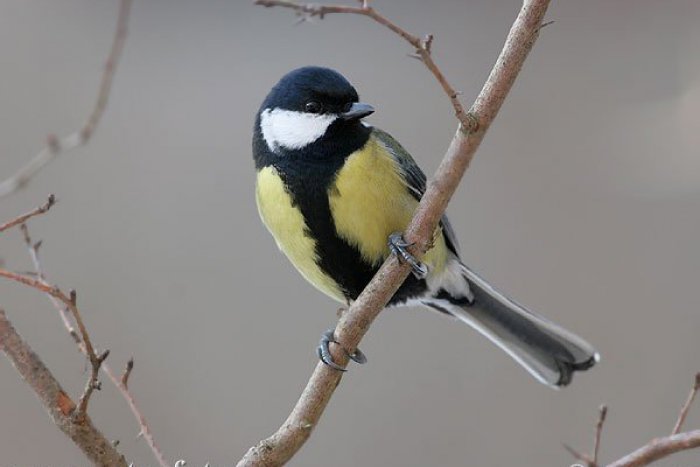 Ilustračný obrázok k článku Vtáci ako nadaní imitátori: Napodobňujú škorce na Gemeri mobilné telefóny?