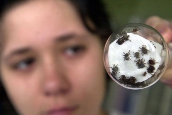 Ilustračný obrázok k článku Infikované kliešte v našom kraji: Toto je veľký zoznam LOKALÍT, kde sa vyskytujú