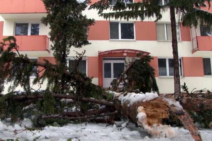 Ilustračný obrázok k článku V Nitre padali stromy: Nezvládli nápor ťažkého snehu
