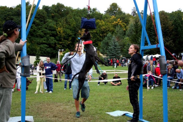 Ilustračný obrázok k článku Pitbull, domáci miláčik alebo zabijak? Prečítajte si rozhovor so spišskou chovateľkou