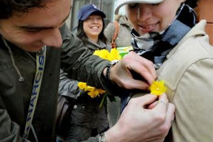 Ilustračný obrázok k článku Deň narcisov aj v Poprade. Prispieť môžete aj esemeskou