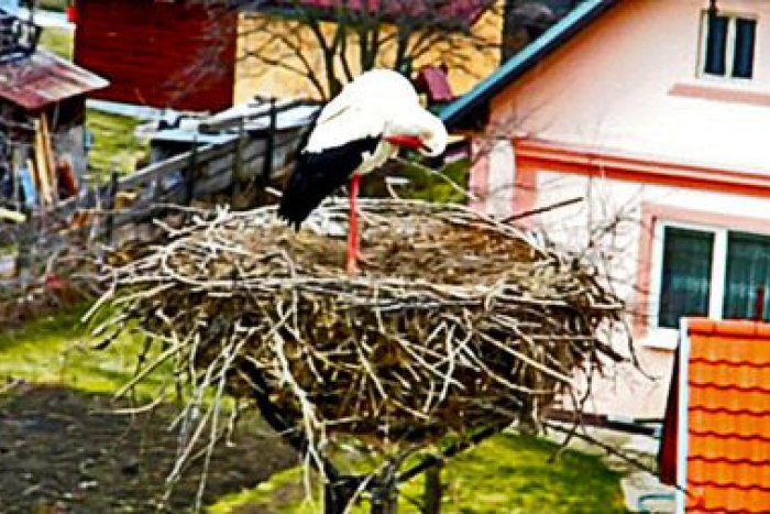 Ilustračný obrázok k článku Nádherné divadlo pokračuje: Sledujte online život bocianej rodinky