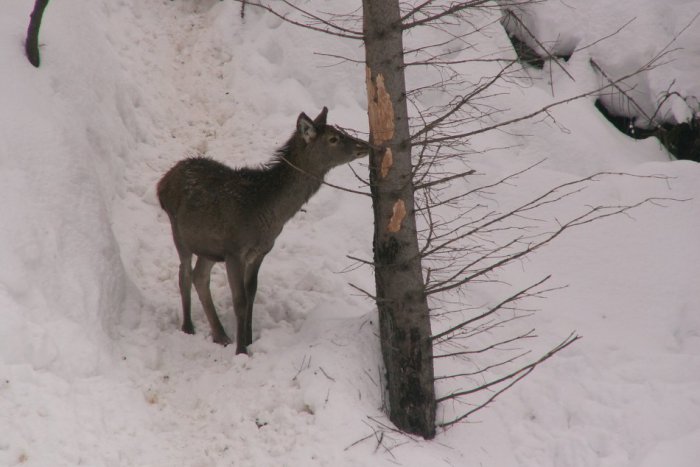 Ilustračný obrázok k článku Tatranská zver je hladná. V lesoch obhrýza stromčeky